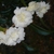 Flower, Buncombe Co, NC