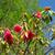 Camellia reticulata 
