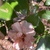 Camellia sasanqua 'Our Linda'