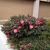 low shrub with pink flowers and dark glossy leaves.