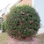 Single shrub pruned to form a ball. Pink flowers.