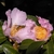 Wasp visiting two pink flowers with many stamens.