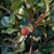 Shoots with glossy, serrate leaves. Small red berry-like capsule