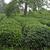 Plantation