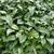 Camellia sinensis