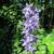 Campanula americana