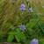 Campanula divaricata
