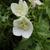 White Flower