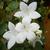 White flower