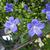 Blue flowers