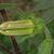 Flower bud