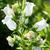 White flowers