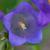 Close up flower