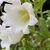 White Flower Closeup - Spring - Cumberland Co., NC