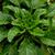 Rosette