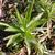 Rosette of leaves