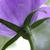 Back of flower and stem