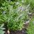 Campanula trachelium form