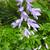 Campanula trachelium flower