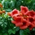 Flowers of 'Chastity'