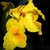 Yellow flowers with orange speckles.