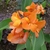 Upright shoots with large leaves and terminal orange flowers