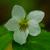 Canada Violet Viola canadensis