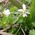 Canada Violet Viola canadensis