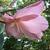 summer blossom, Wake County, NC