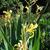 Canna glauca