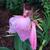 'Panache' flower