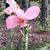 'Panache' flowers and buds, Warren County, NC