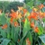 Upright shoots with large leaves and terminal orange flowers