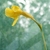 flower and stem