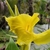 Flower detail