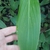 Leaf detail