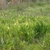Native habitat