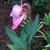 'Panache' form, Wake County, NC