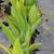 'Canna glauca'