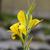 Canna glauca
