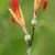 Narrow red flowers.