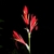 Red, narrow flowers