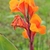 Upright shoots with large leaves and terminal orange flowers