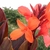 large red leaves and terminal orange flowers