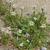 Capsella bursa-pastoris