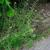 Capsella bursa-pastoris