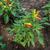 Capsicum annuum