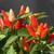 Capsicum annuum