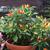 Capsicum annuum