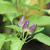 Capsicum annuum